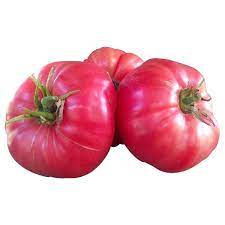 Tomato Pink Bulgaria